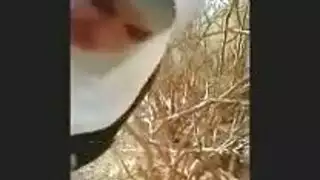 الجمال المحجوب يعطي مصة قوية لفحل عربي